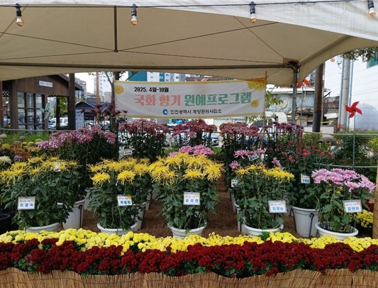 인천시,‘국화 향기 원예프로그램’수강...