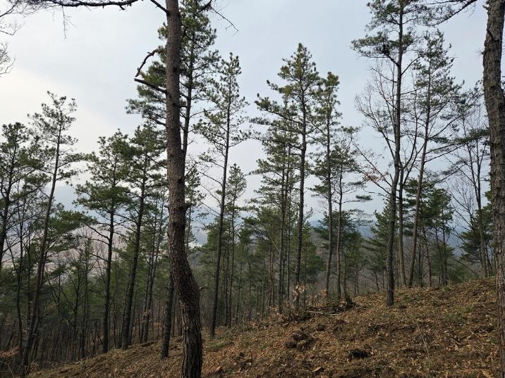 안동시 확산 빠른 재선충병에 방제사업...