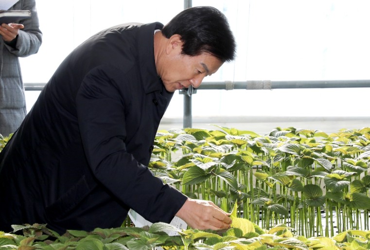 금산군, 깻잎 연매출 2년 연속 연매...