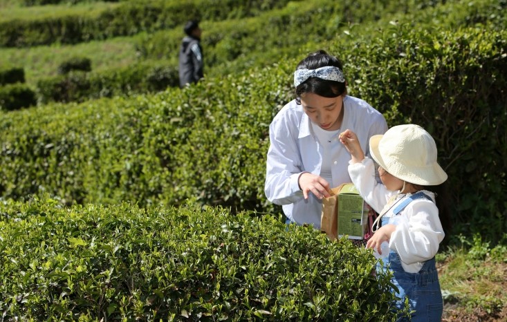 보성군, 제49회 보성다향대축제 5월 1~5일 개최